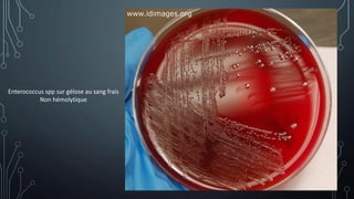 Enterococcus spp sur gélose au sang frais
Non hémolytique
 