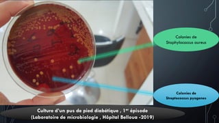 Colonies de
Staphylococcus aureus
Colonies de
Streptococcus pyogenes
Culture d’un pus de pied diabétique , 1er épisode
(Laboratoire de microbiologie , Hôpital Belloua -2019)
 