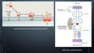 Activité superantigène
Activité pore-forming des SLO et SLS
 