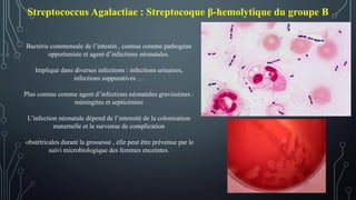 Streptococcus Agalactiae : Streptocoque β-hemolytique du groupe B
Bactérie commensale de l’intestin , connue comme pathogène
opportuniste et agent d’infections néonatales.
Impliqué dans diverses infections : infections urinaires,
infections suppuratives …
Plus connue comme agent d’infections néonatales gravissimes :
méningites et septicémies
L’infection néonatale dépend de l’intensité de la colonisation
maternelle et la survenue de complication
obstétricales durant la grossesse , elle peut être prévenue par le
suivi microbiologique des femmes enceintes.
 