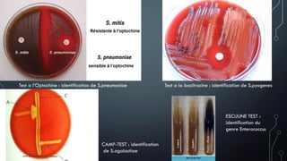 Test a l’Optochine : identification de S.pneumoniae Test a la bacitracine : identification de S.pyogenes
CAMP-TEST : identification
de S.agalactiae
ESCULINE TEST :
identification du
genre Enterococcus
 