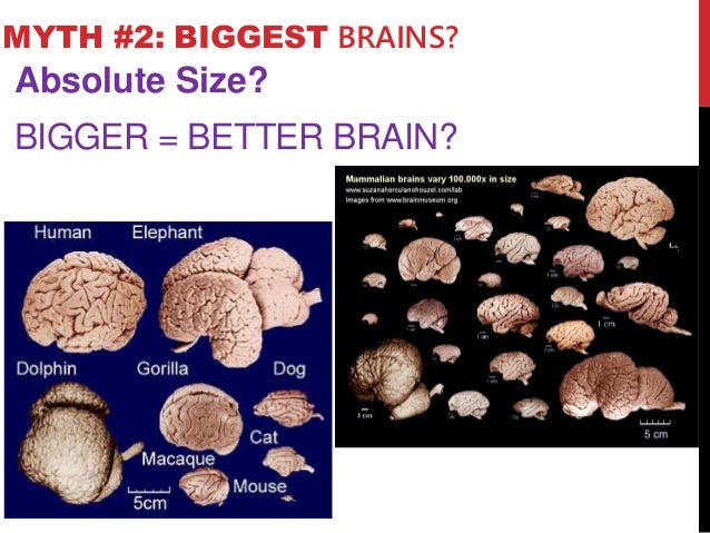 lw neuroscience myths neuroplasticity dog brain size