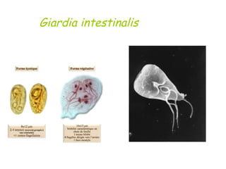 Giardia intestinalis
 




4. Dieu ne demandera pas quel était ton salaire le plus élevé.
Il demandera si tu as fait des compromis pour l’obtenir.
 