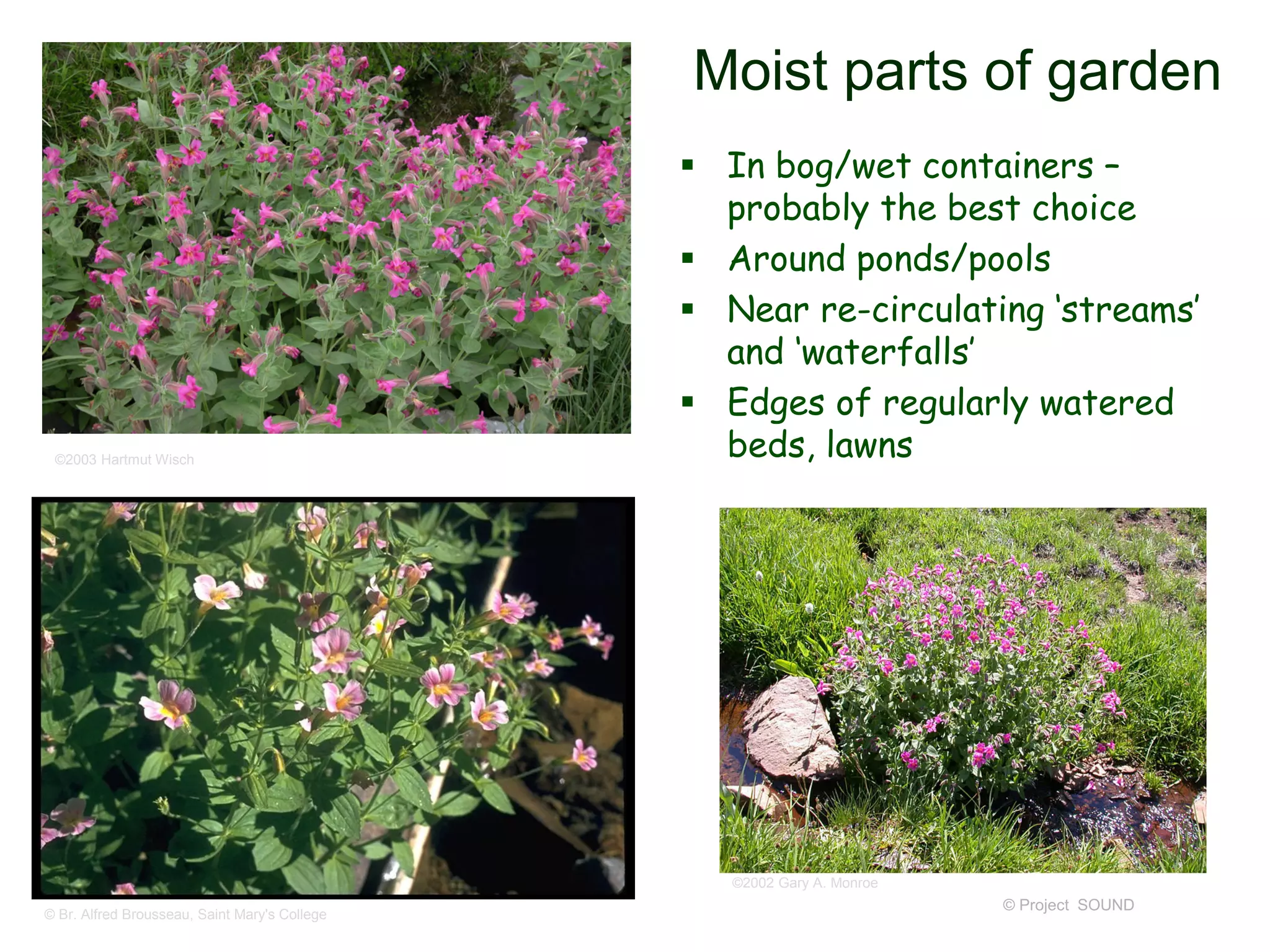 © Project SOUND
Moist parts of garden
 In bog/wet containers –
probably the best choice
 Around ponds/pools
 Near re-circulating ‘streams’
and ‘waterfalls’
 Edges of regularly watered
beds, lawns©2003 Hartmut Wisch
©2002 Gary A. Monroe
© Br. Alfred Brousseau, Saint Mary's College
 