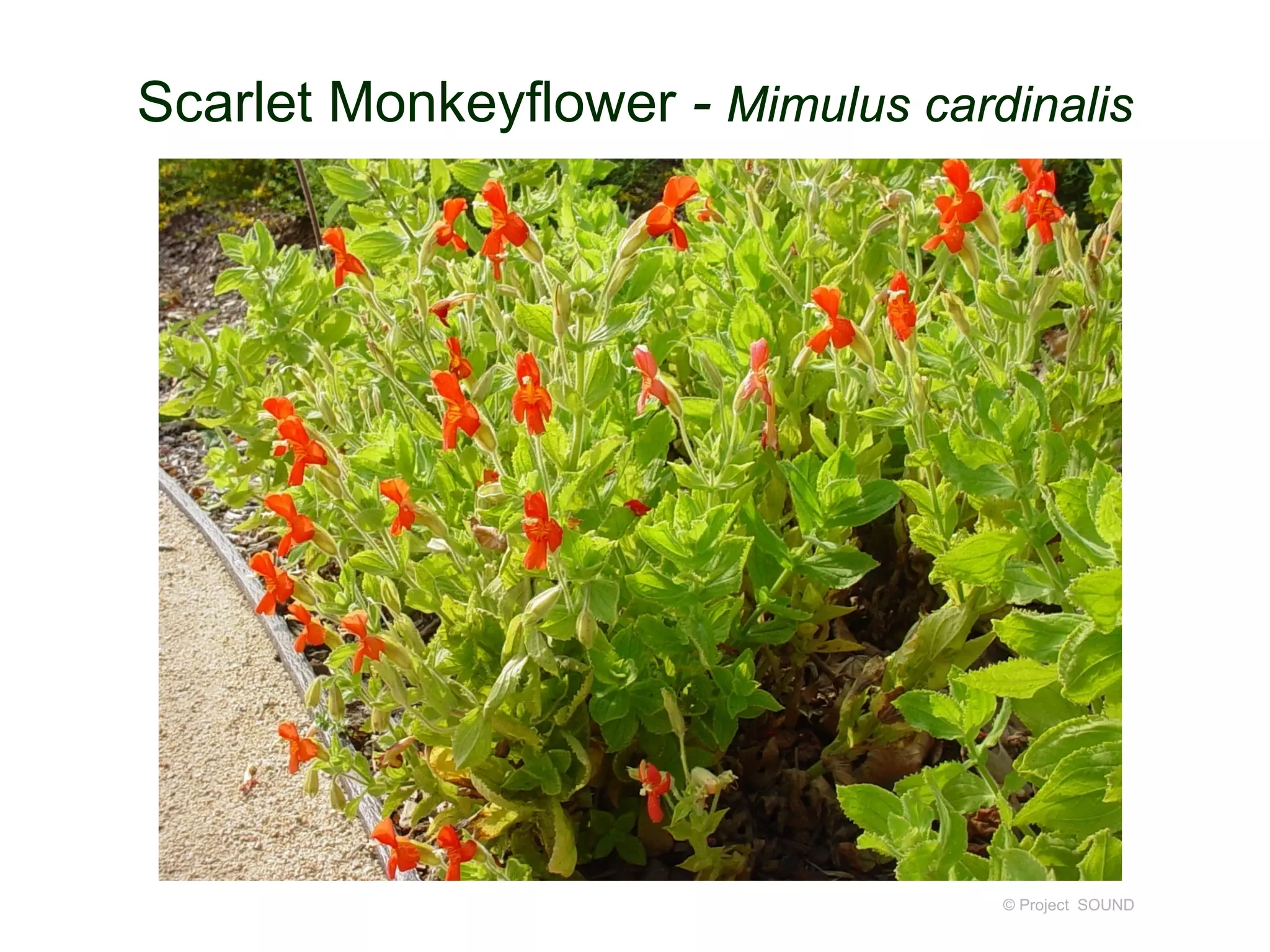 © Project SOUND
Scarlet Monkeyflower - Mimulus cardinalis
 