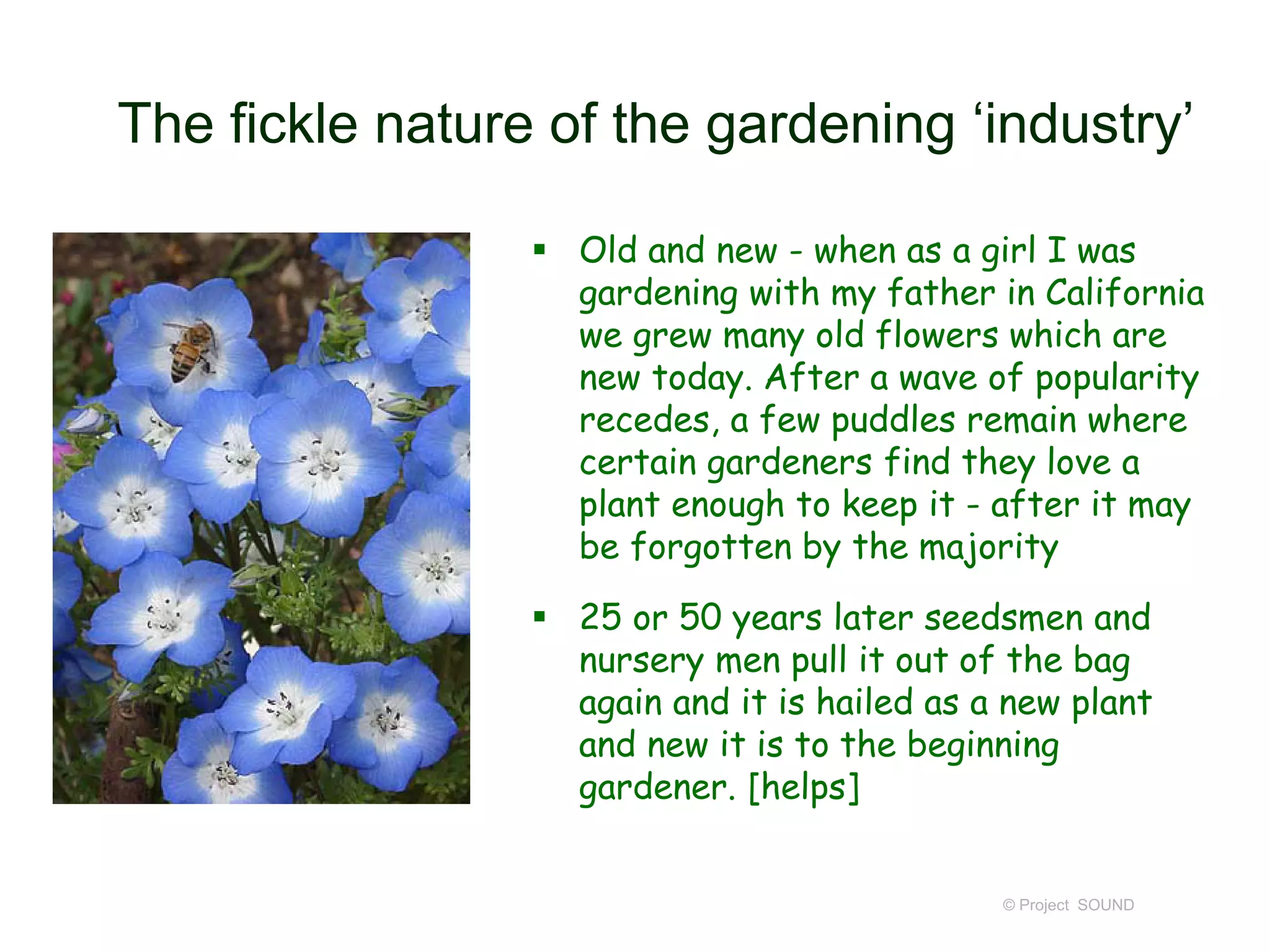 The fickle nature of the gardening ‘industry’
 Old and new - when as a girl I was
gardening with my father in California
we grew many old flowers which are
new today. After a wave of popularity
recedes, a few puddles remain where
certain gardeners find they love a
plant enough to keep it - after it may
be forgotten by the majority
 25 or 50 years later seedsmen and
nursery men pull it out of the bag
again and it is hailed as a new plant
and new it is to the beginning
gardener. [helps]
© Project SOUND
 