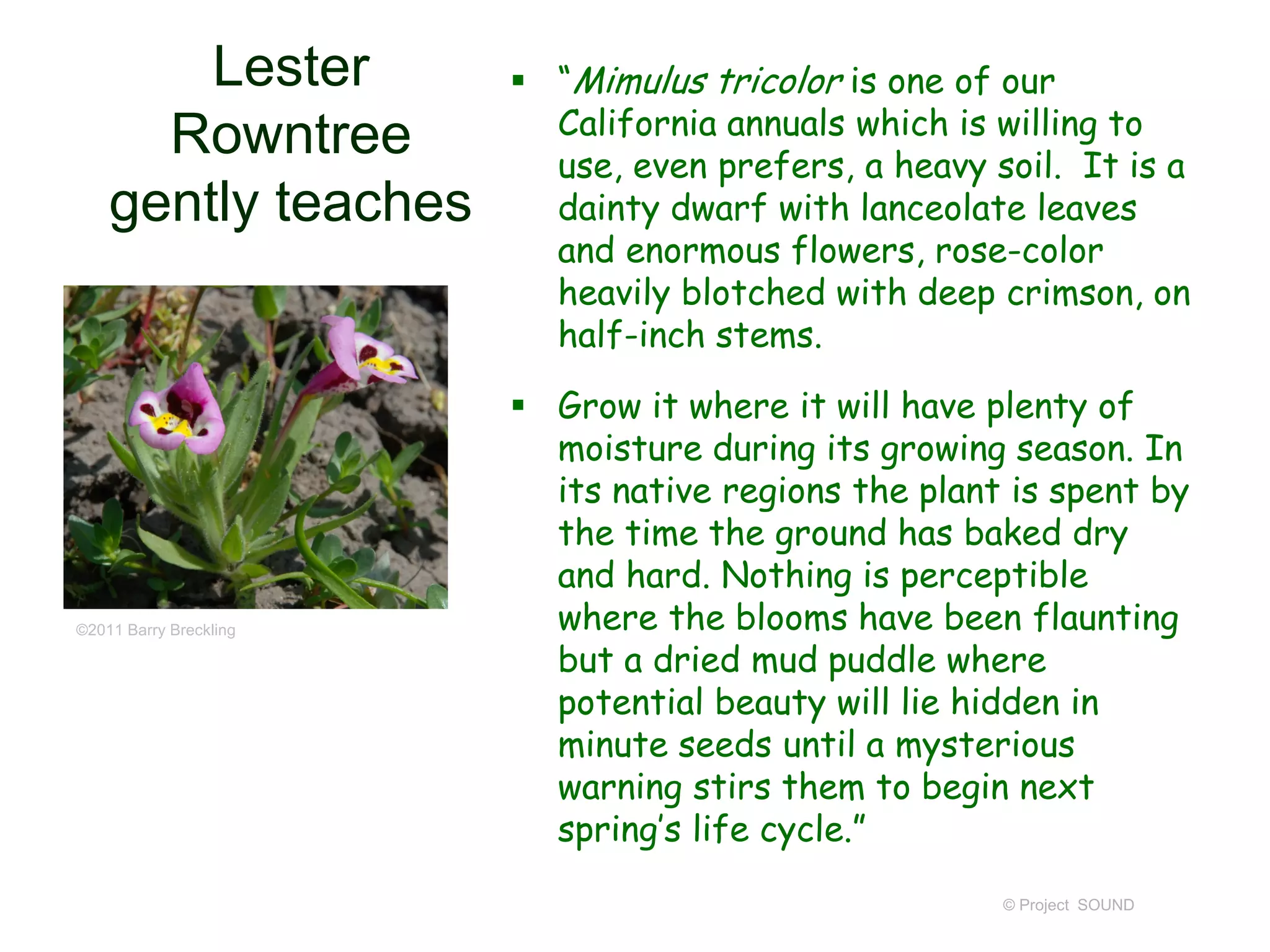 Lester
Rowntree
gently teaches
 “Mimulus tricolor is one of our
California annuals which is willing to
use, even prefers, a heavy soil. It is a
dainty dwarf with lanceolate leaves
and enormous flowers, rose-color
heavily blotched with deep crimson, on
half-inch stems.
 Grow it where it will have plenty of
moisture during its growing season. In
its native regions the plant is spent by
the time the ground has baked dry
and hard. Nothing is perceptible
where the blooms have been flaunting
but a dried mud puddle where
potential beauty will lie hidden in
minute seeds until a mysterious
warning stirs them to begin next
spring’s life cycle.”
© Project SOUND
©2011 Barry Breckling
 