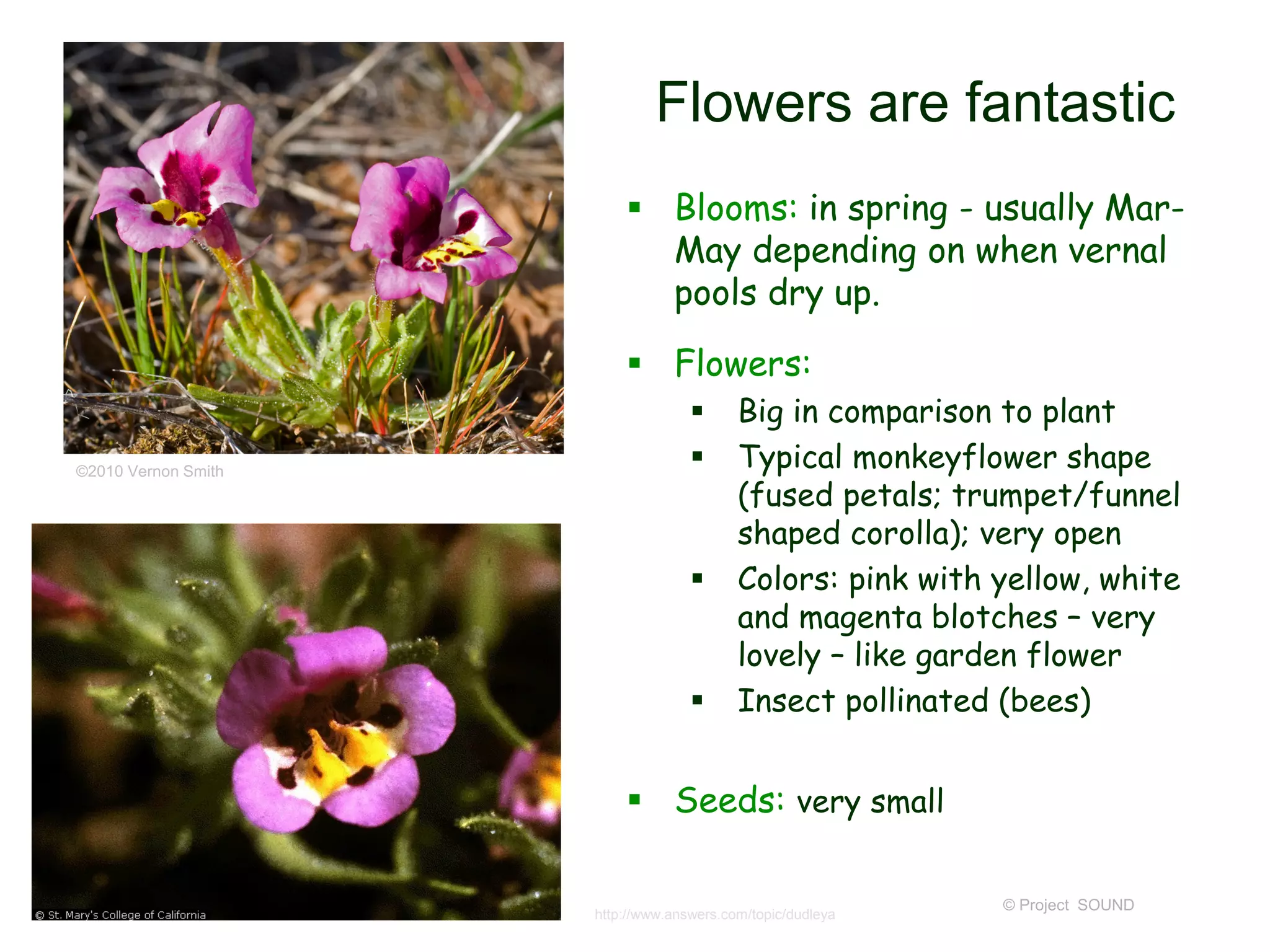 © Project SOUND
Flowers are fantastic
 Blooms: in spring - usually Mar-
May depending on when vernal
pools dry up.
 Flowers:
 Big in comparison to plant
 Typical monkeyflower shape
(fused petals; trumpet/funnel
shaped corolla); very open
 Colors: pink with yellow, white
and magenta blotches – very
lovely – like garden flower
 Insect pollinated (bees)
 Seeds: very small
http://www.answers.com/topic/dudleya
©2010 Vernon Smith
 