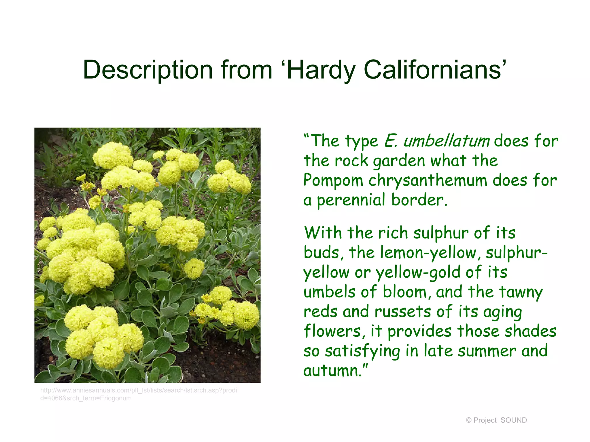 Description from ‘Hardy Californians’
“The type E. umbellatum does for
the rock garden what the
Pompom chrysanthemum does for
a perennial border.
With the rich sulphur of its
buds, the lemon-yellow, sulphur-
yellow or yellow-gold of its
umbels of bloom, and the tawny
reds and russets of its aging
flowers, it provides those shades
so satisfying in late summer and
autumn.”
© Project SOUND
http://www.anniesannuals.com/plt_lst/lists/search/lst.srch.asp?prodi
d=4066&srch_term=Eriogonum
 