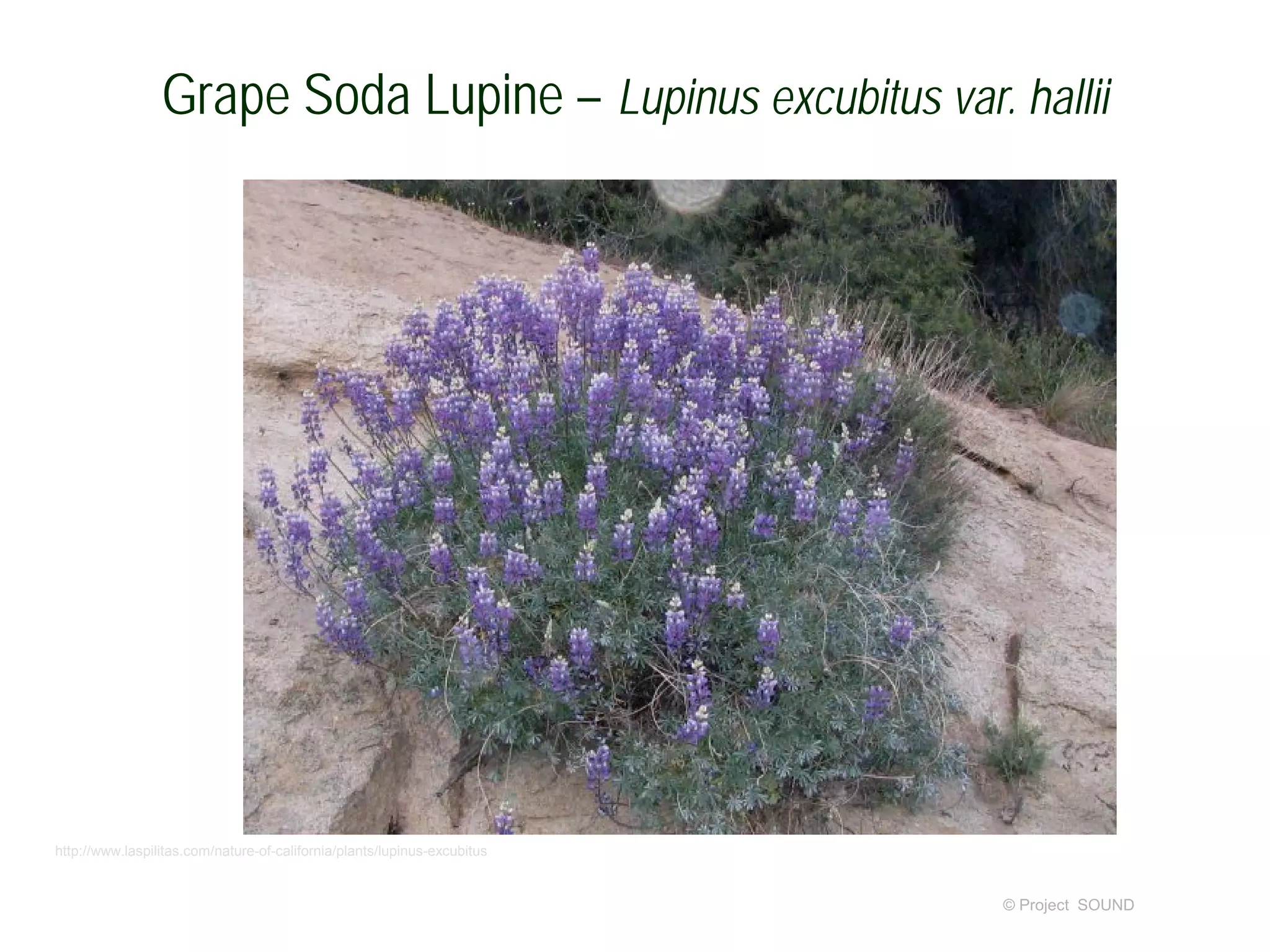 © Project SOUND
Grape Soda Lupine – Lupinus excubitus var. hallii
http://www.laspilitas.com/nature-of-california/plants/lupinus-excubitus
 