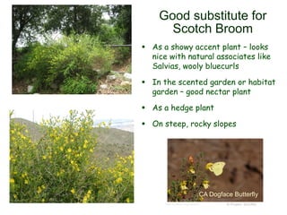 © Project SOUND
Good substitute for
Scotch Broom
 As a showy accent plant – looks
nice with natural associates like
Salvias, wooly bluecurls
 In the scented garden or habitat
garden – good nectar plant
 As a hedge plant
 On steep, rocky slopes
CA Dogface Butterfly
http://tolweb.org/Zerene
 