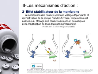 III-Les mécanismes d’action :
2- Effet stabilisateur de la membrane
la modification des canaux sodiques voltage dépendants et
de l’activation de la pompe Na+/K+-ATPase. Cette action est
associée au blocage des canaux calciques et potassiques
avec modification de leurs taux périmembranaires
 