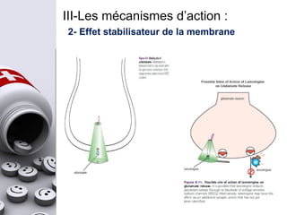 III-Les mécanismes d’action :
2- Effet stabilisateur de la membrane
 