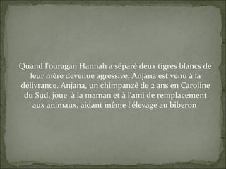 Quand l'ouragan Hannah a séparé deux tigres blancs de
leur mère devenue agressive, Anjana est venu à la
délivrance. Anjana, un chimpanzé de 2 ans en Caroline
du Sud, joue à la maman et à l'ami de remplacement
aux animaux, aidant même l'élevage au biberon