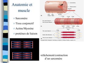 Anatomie et
muscle
o Sarcomère
o Tissu conjonctif
o Actine/Myosine
o protéines de liaison
relâchement/contraction
d’un sarcomère
 