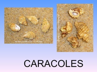CARACOLES
 