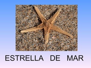 ESTRELLA DE MAR
 