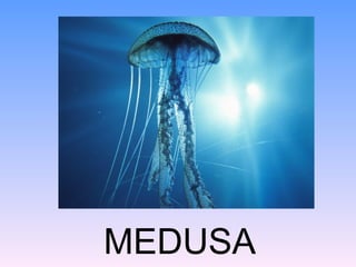 MEDUSA
 