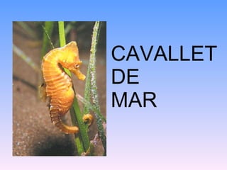 CAVALLET
DE
MAR
 