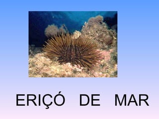 ERIÇÓ DE MAR
 