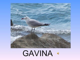 GAVINA
 