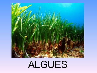 ALGUES
 