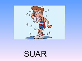 SUAR
 