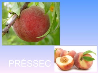 PRÉSSEC
 
