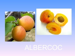 ALBERCOC
 