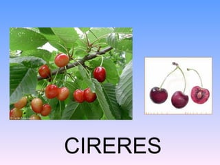 CIRERES
 