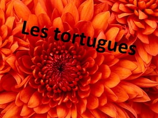 Les tortugues
 