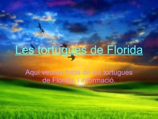Les tortugues de Florida Aqu veureu fotos de les tortugues de Florida, i informaci. 