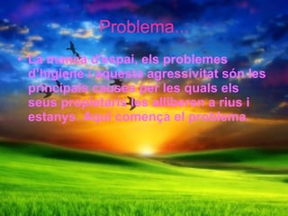 Problema... La manca d'espai, els problemes dhigiene i aquesta agressivitat sn les principals causes per les quals els seus propietaris les alliberen a rius i estanys. Aqu comen?a el problema.   