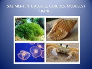 S’ALIMENTEN  D’ALGUES, CARGOLS, MEDUSES I CRANCS.<br />