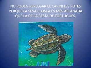 NO PODEN REPLEGAR EL CAP NI LES POTES PERQUÈ LA SEVA CLOSCA ÉS MÉS APLANADA QUE LA DE LA RESTA DE TORTUGUES.