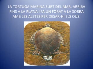 LA TORTUGA MARINA SURT DEL MAR, ARRIBA FINS A LA PLATJA I FA UN FORAT A LA SORRA AMB LES ALETES PER DESAR-HI ELS OUS.