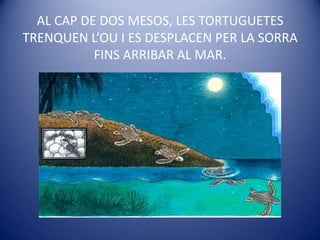 AL CAP DE DOS MESOS, LES TORTUGUETES TRENQUEN L’OU I ES DESPLACEN PER LA SORRA FINS ARRIBAR AL MAR.