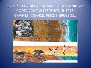 EN EL SEU CAMÍ CAP AL MAR, ALTRES ANIMALS PODEN ATACAR LES TORTUGUETES: GAVINES, CRANCS, PEIXOS GROSSOS…<br />