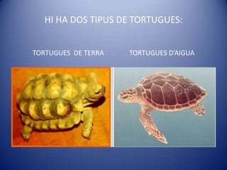 HI HA DOS TIPUS DE TORTUGUES:TORTUGUES  DE TERRA               TORTUGUES D’AIGUA<br />