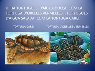 HI HA TORTUGUES  D’AIGUA DOLÇA, COM LA TORTUGA D’ORELLES VERMELLES, I TORTUGUES D’AIGUA SALADA, COM LA TORTUGA CAREI:TORTUGA CAREI                 TORTUGA D’ORELLES VERMELLES