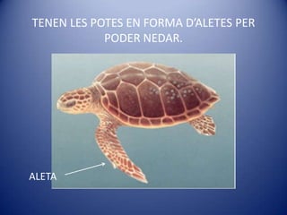 TENEN LES POTES EN FORMA D’ALETES PER PODER NEDAR.<br />     ALETA<br />