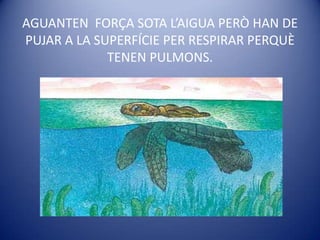 AGUANTEN  FORÇA SOTA L’AIGUA PERÒ HAN DE PUJAR A LA SUPERFÍCIE PER RESPIRAR PERQUÈ TENEN PULMONS.