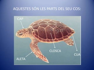 AQUESTES SÓN LES PARTS DEL SEU COS:<br />CAP<br />CLOSCA<br />CUA<br />ALETA<br />