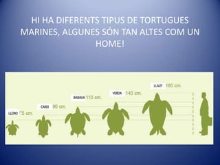 HI HA DIFERENTS TIPUS DE TORTUGUES MARINES, ALGUNES SÓN TAN ALTES COM UN HOME!