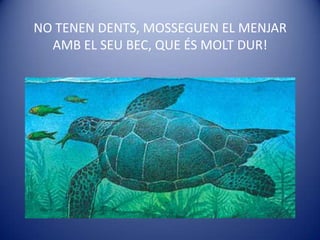 NO TENEN DENTS, MOSSEGUEN EL MENJAR AMB EL SEU BEC, QUE ÉS MOLT DUR!