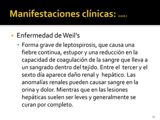    Enfermedad de Weil’s
     Forma grave de leptospirosis, que causa una
     fiebre continua, estupor y una reducción en la
     capacidad de coagulación de la sangre que lleva a
     un sangrado dentro del tejido. Entre el tercer y el
     sexto día aparece daño renal y hepático. Las
     anomalías renales pueden causar sangre en la
     orina y dolor. Mientras que en las lesiones
     hepáticas suelen ser leves y generalmente se
     curan por completo.
                                                           10
 