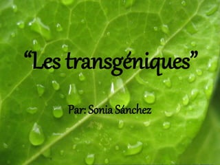 “Les transgéniques”
Par: Sonia Sánchez
 