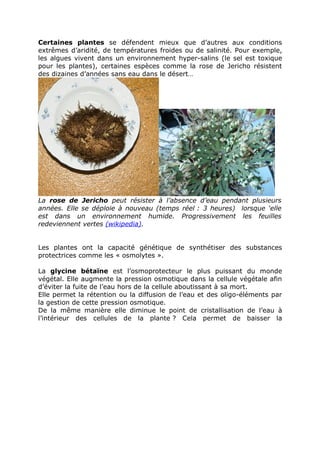 Certaines plantes se défendent mieux que d’autres aux conditions
extrêmes d’aridité, de températures froides ou de salinité. Pour exemple,
les algues vivent dans un environnement hyper-salins (le sel est toxique
pour les plantes), certaines espèces comme la rose de Jericho résistent
des dizaines d’années sans eau dans le désert…




La rose de Jericho peut résister à l’absence d’eau pendant plusieurs
années. Elle se déploie à nouveau (temps réel : 3 heures) lorsque ‘elle
est dans un environnement humide. Progressivement les feuilles
redeviennent vertes (wikipedia).


Les plantes ont la capacité génétique de synthétiser des substances
protectrices comme les « osmolytes ».

La glycine bétaïne est l’osmoprotecteur le plus puissant du monde
végétal. Elle augmente la pression osmotique dans la cellule végétale afin
d’éviter la fuite de l’eau hors de la cellule aboutissant à sa mort.
Elle permet la rétention ou la diffusion de l’eau et des oligo-éléments par
la gestion de cette pression osmotique.
De la même manière elle diminue le point de cristallisation de l’eau à
l’intérieur des cellules de la plante ? Cela permet de baisser la
 