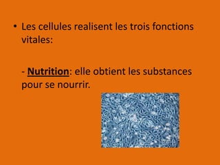 • Les cellules realisent les trois fonctions
  vitales:

  - Nutrition: elle obtient les substances
  pour se nourrir.
 