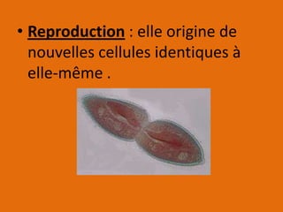 • Reproduction : elle origine de
  nouvelles cellules identiques à
  elle-même .
 